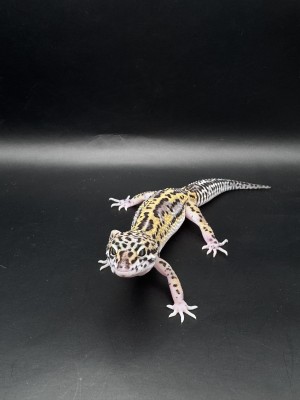 animal image