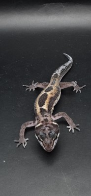 animal image