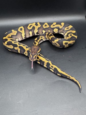 animal image
