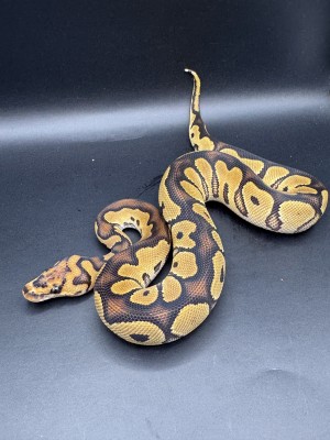 animal image