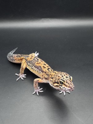 animal image
