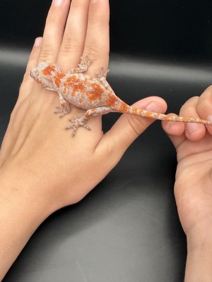 animal image
