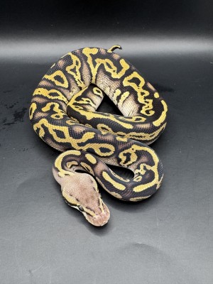 animal image