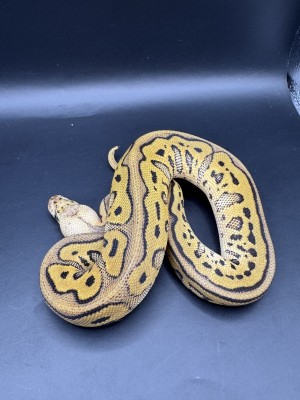 animal image