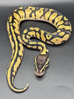 animal image
