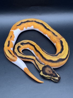animal image