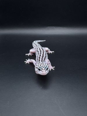 animal image
