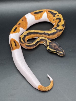animal image