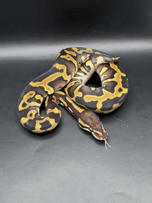animal image