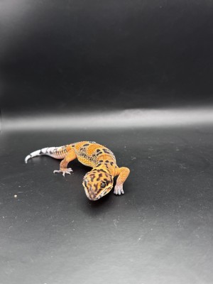 animal image