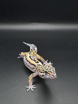 animal image
