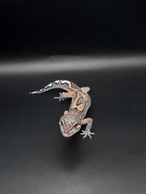 animal image