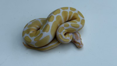 animal image