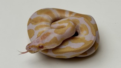 animal image