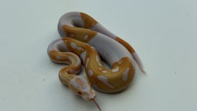 animal image