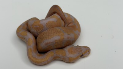 animal image