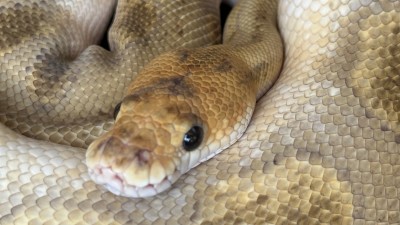 animal image