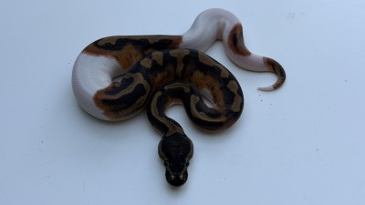 animal image