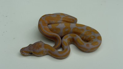 animal image