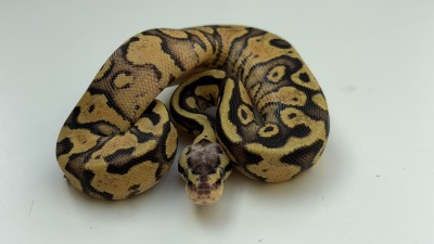 animal image