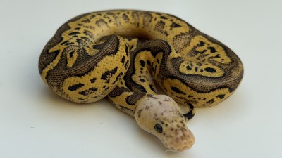 animal image