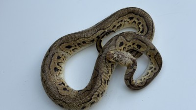 animal image