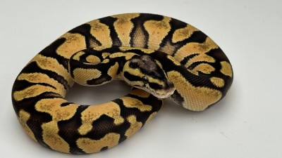 animal image