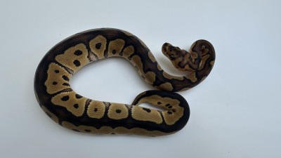 animal image