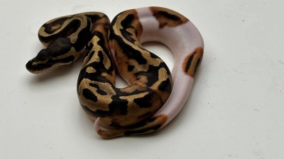 animal image
