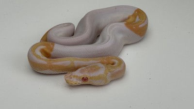 animal image
