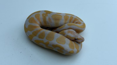animal image