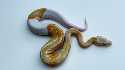 animal image