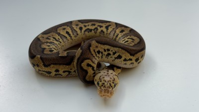 animal image