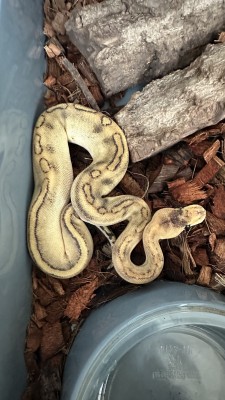 animal image