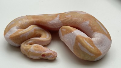 animal image