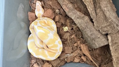 animal image