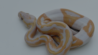 animal image