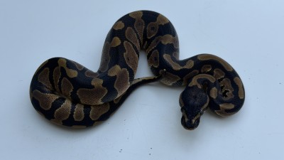 animal image