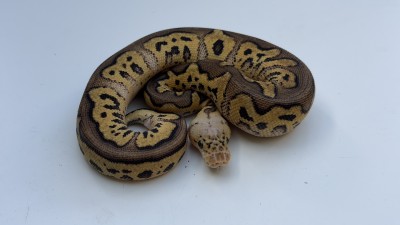 animal image