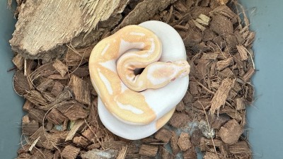 animal image