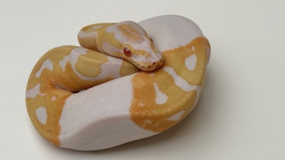 animal image