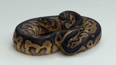 animal image