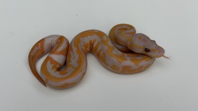 animal image