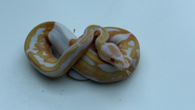 animal image
