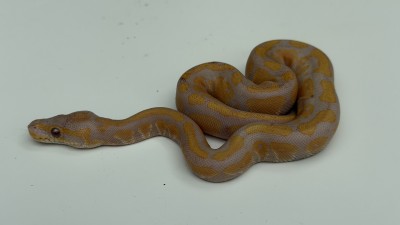 animal image