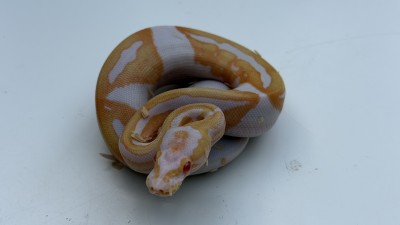animal image