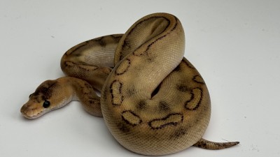 animal image