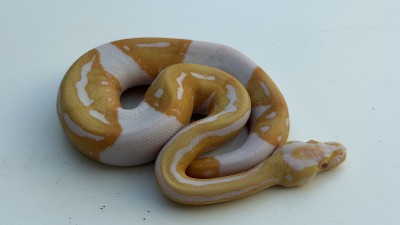 animal image