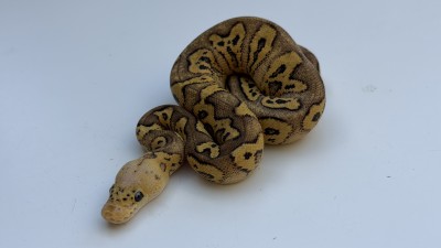 animal image