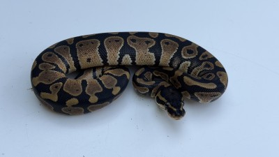 animal image